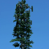 Bionic Tree Communication Tower