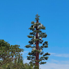 Bionic Tree Communication Tower