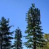 Bionic Tree Communication Tower